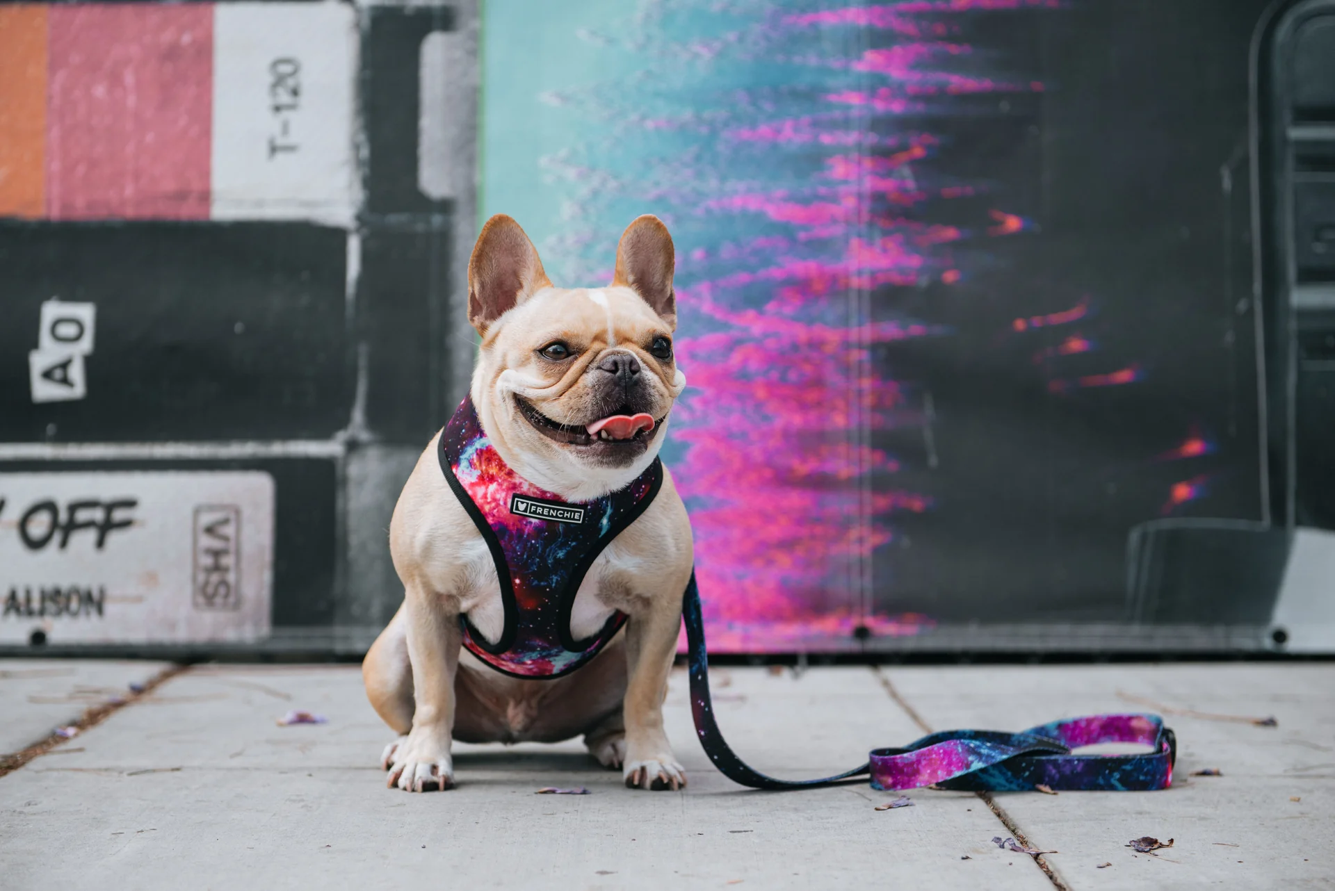 Style Tailored for Your Frenchie